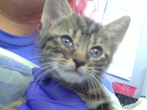 MAI - Domestic Short Hair available for adoption