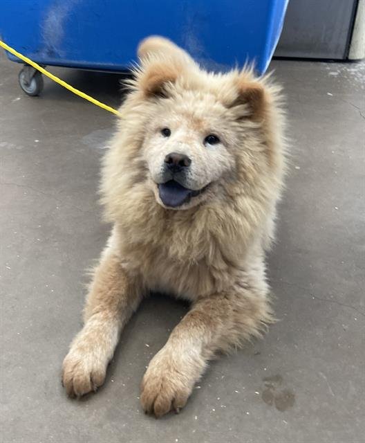 AKIRA - Chow Chow available for adoption