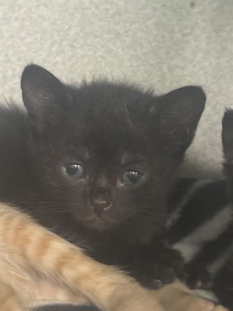 LIZZY - Domestic Short Hair available for adoption