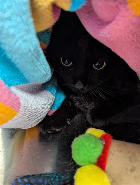 PACE - Domestic Short Hair available for adoption