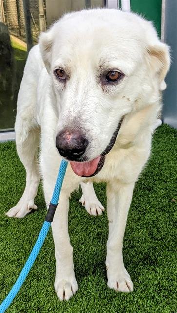 MOMMA - Great Pyrenees available for adoption