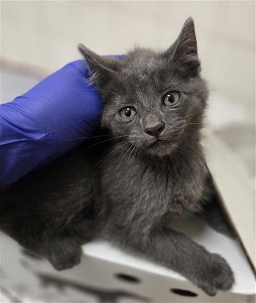 AVALON - Domestic Short Hair available for adoption