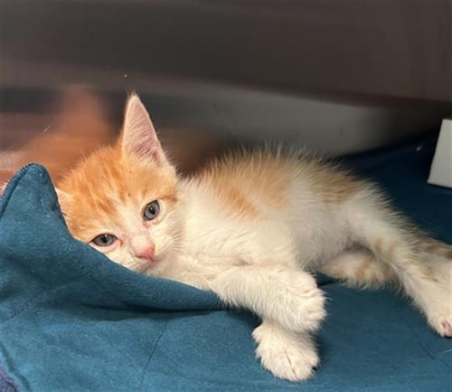 SAMMY - Domestic Short Hair available for adoption