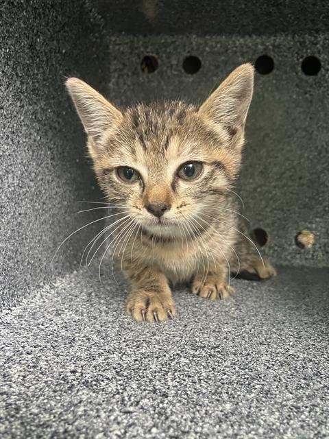 PRECIOUS - Domestic Short Hair available for adoption
