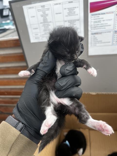 INKY - Domestic Medium Hair available for adoption