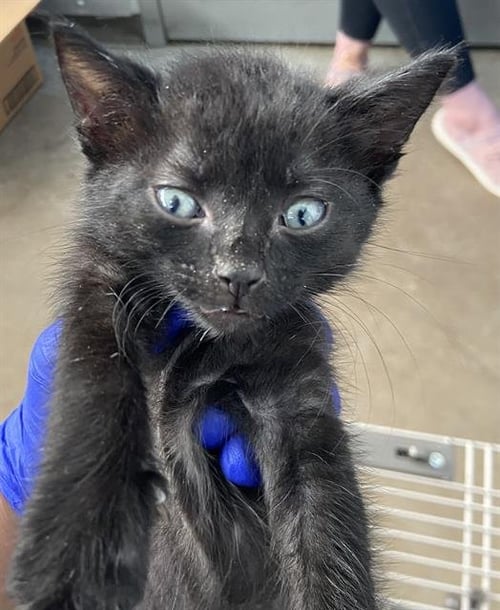 BLACK VELVET - Domestic Short Hair available for adoption