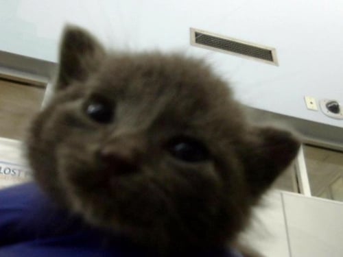 CUBA - Domestic Medium Hair available for adoption