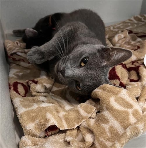 MARY - Domestic Short Hair available for adoption