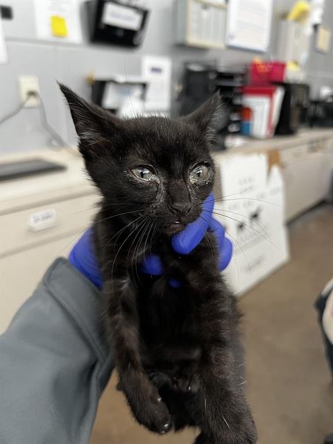 SAKE - Domestic Medium Hair available for adoption