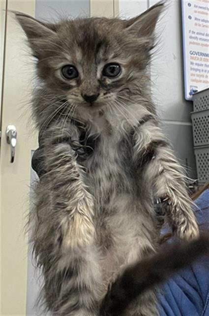 JEWEL - Domestic Short Hair available for adoption