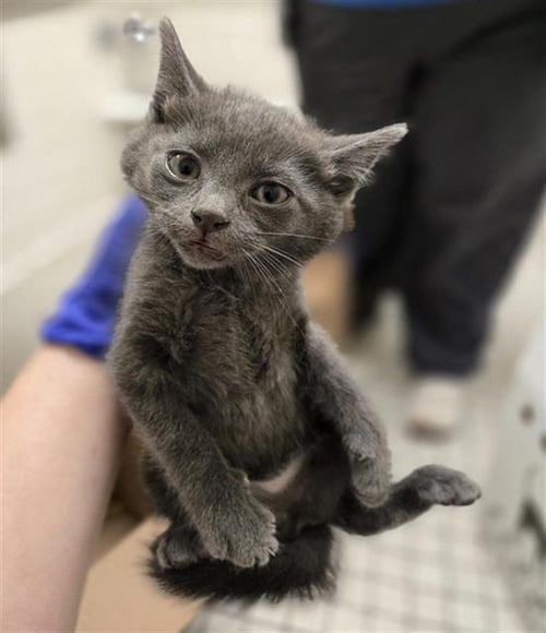 ANTOINETTE - Domestic Short Hair available for adoption