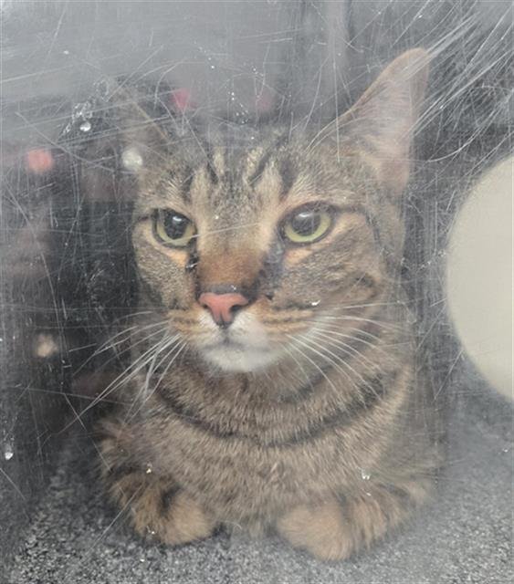 SHIRO - Domestic Short Hair available for adoption