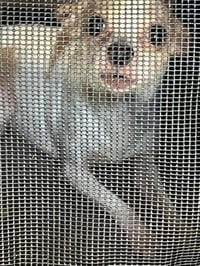 CHARLEY - Photo 1