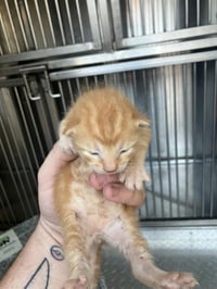 KITTEN 2 - Photo 1