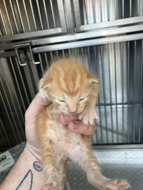 KITTEN 2 - Domestic Medium Hair available for adoption