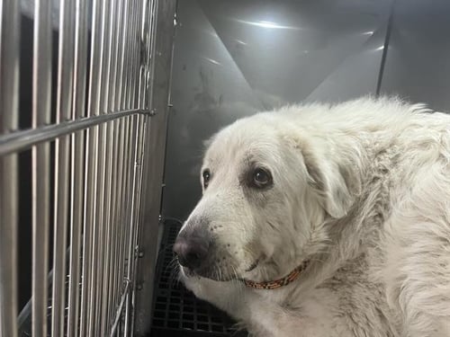 BABE - Great Pyrenees available for adoption