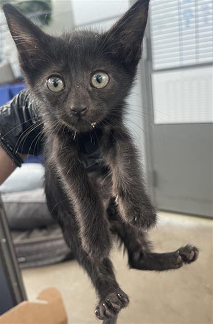 SPIRIT - Domestic Short Hair available for adoption