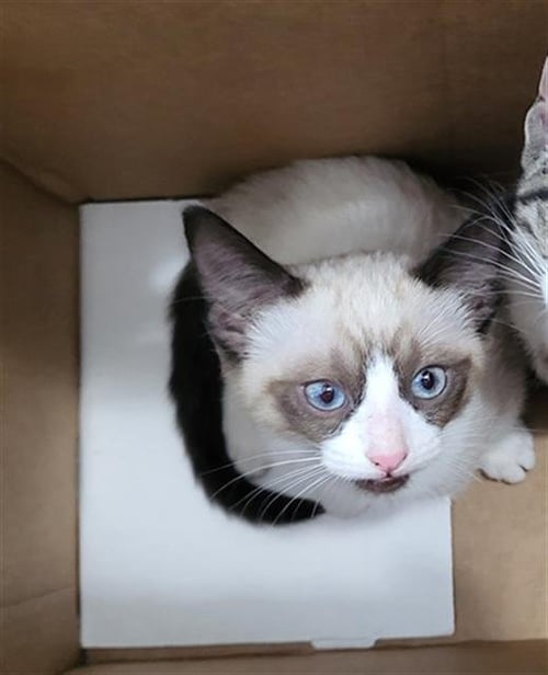 VICTORIA - Siamese available for adoption