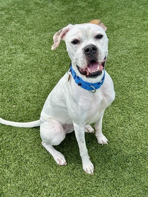 ESME - Boxer available for adoption