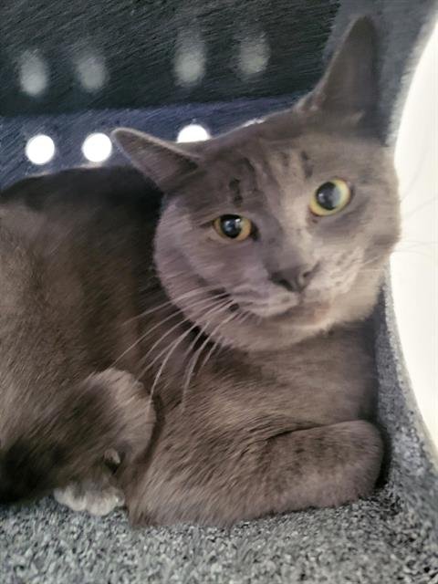 CHUBS - Domestic Medium Hair available for adoption