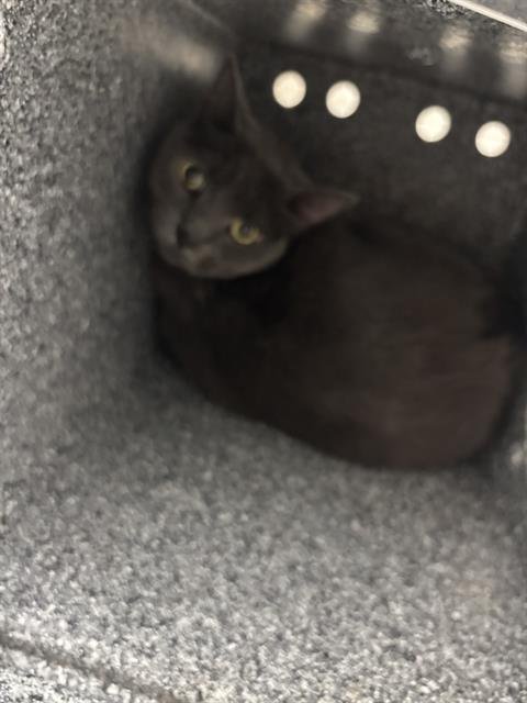 NALA - Domestic Short Hair available for adoption