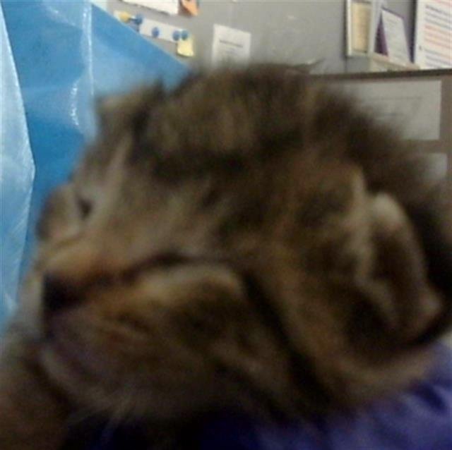 FRANKIE - Domestic Medium Hair available for adoption