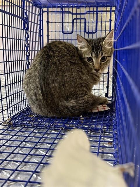 620 N MADISON 3 - Domestic Short Hair available for adoption