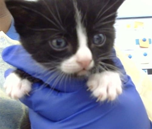 FRANKY - Domestic Medium Hair available for adoption
