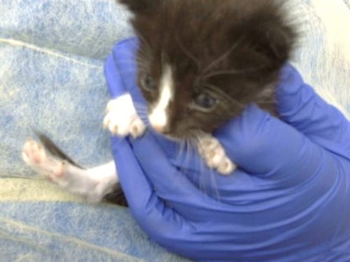 ORSON - Domestic Medium Hair available for adoption