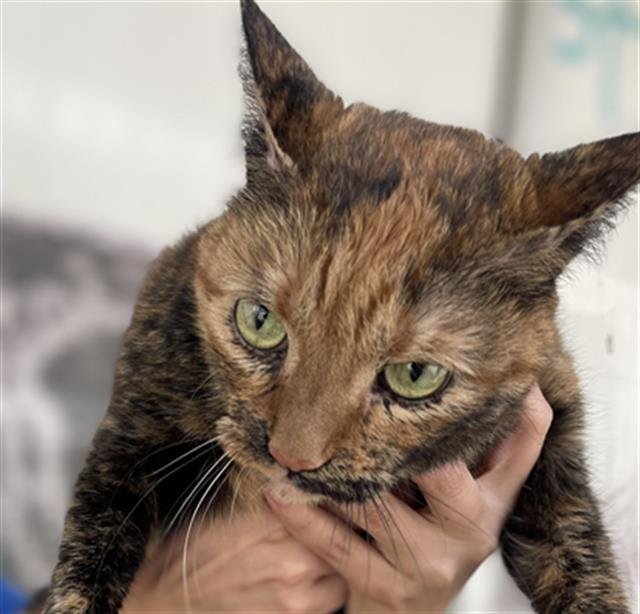 SKITTLES - Domestic Short Hair available for adoption