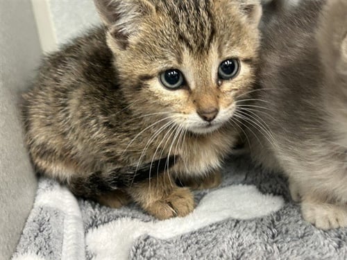DEBBIE - Domestic Short Hair available for adoption