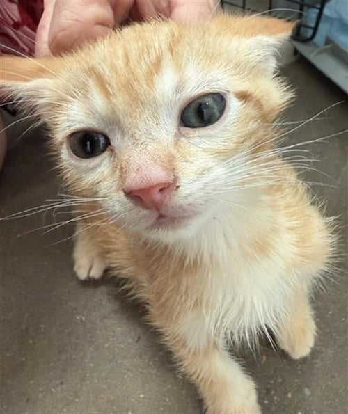TYLER - Domestic Short Hair available for adoption