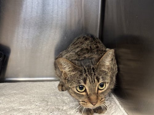 MARGARET - Domestic Short Hair available for adoption