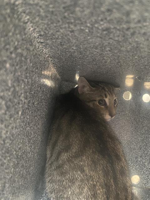 ALEX - Domestic Short Hair available for adoption
