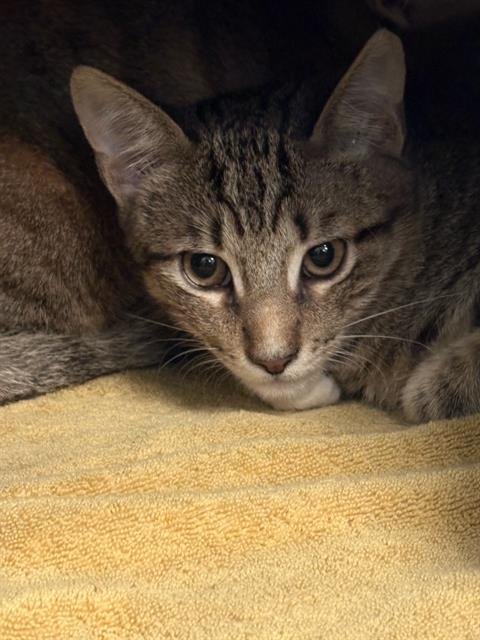ALEX - Domestic Short Hair available for adoption