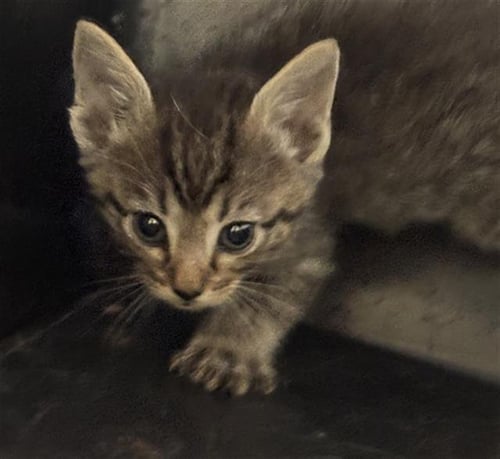 BUDDY - Domestic Short Hair available for adoption