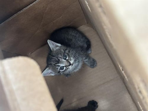 LOLA - Domestic Short Hair available for adoption