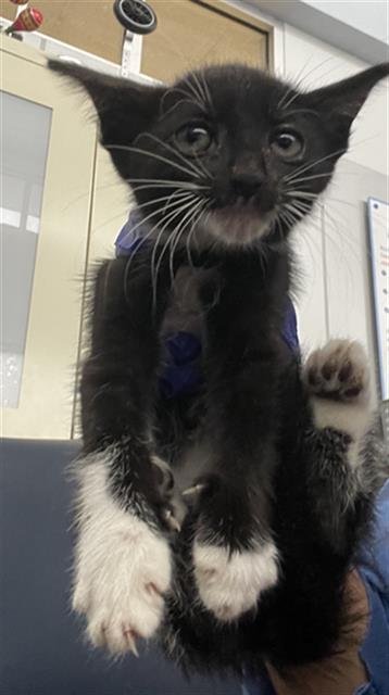 STORMY - Domestic Short Hair available for adoption