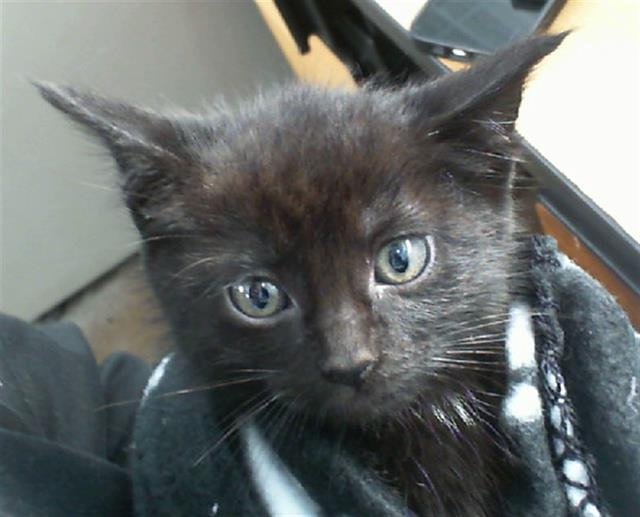 PIPER Image