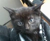 PIPER - Photo 1