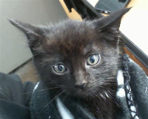 PIPER - Domestic Short Hair for adoption in Irving