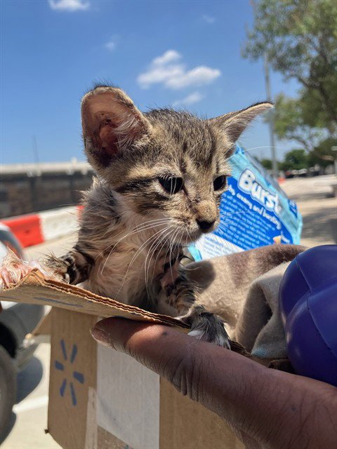 DART - Domestic Short Hair available for adoption