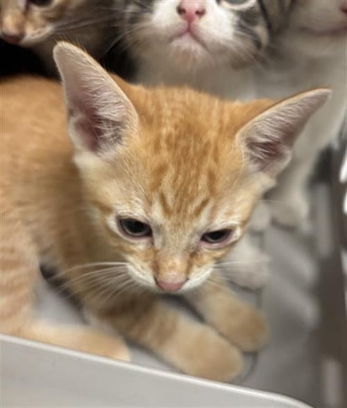 ACE - Domestic Short Hair available for adoption