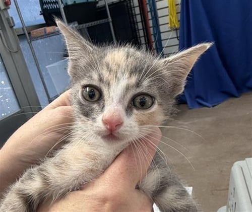 TYLEE - Domestic Short Hair available for adoption