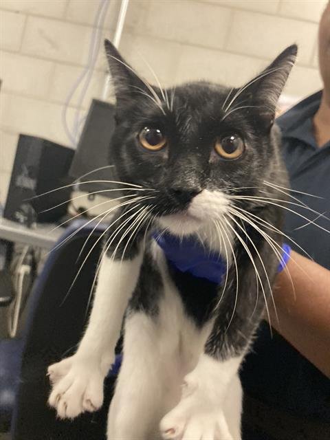 PHEONIX - Domestic Short Hair available for adoption