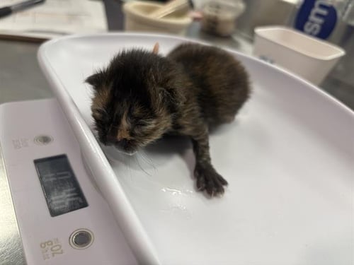 SPRING - Domestic Short Hair available for adoption
