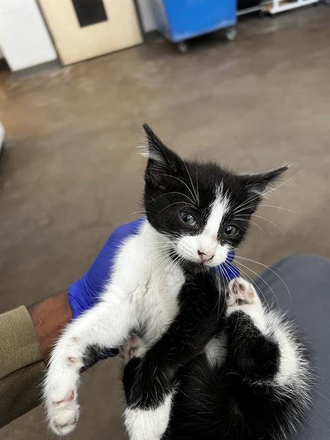 PIPER - Domestic Medium Hair available for adoption