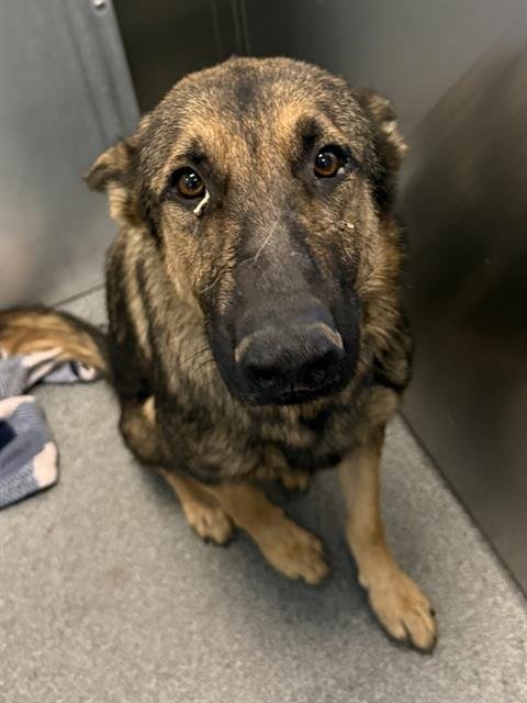 COOKIE - German Shepherd Dog available for adoption