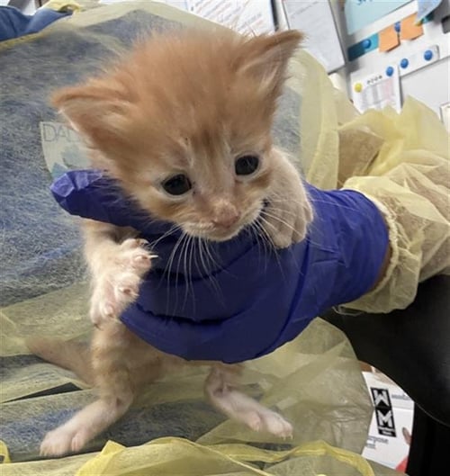 BUBBLES - Domestic Short Hair available for adoption