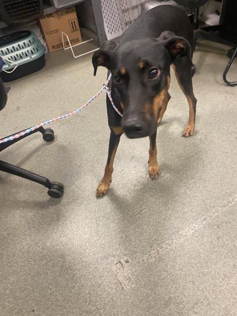 MOON - Doberman Pinscher available for adoption